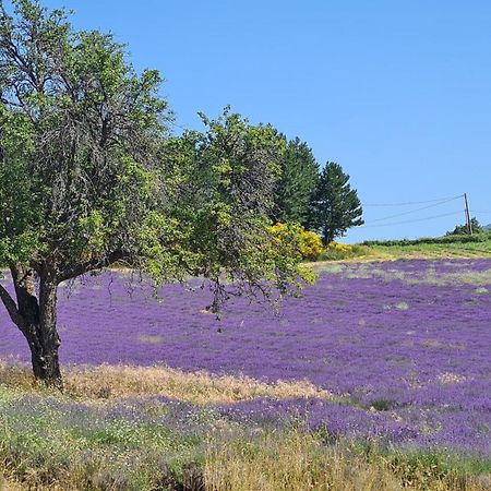 La Petite Reine Du Ventoux Villa Sault-de-Vaucluse Buitenkant foto